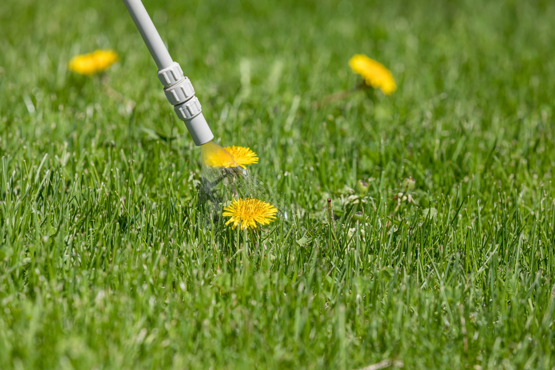 weed control lawn care weed control lawn care