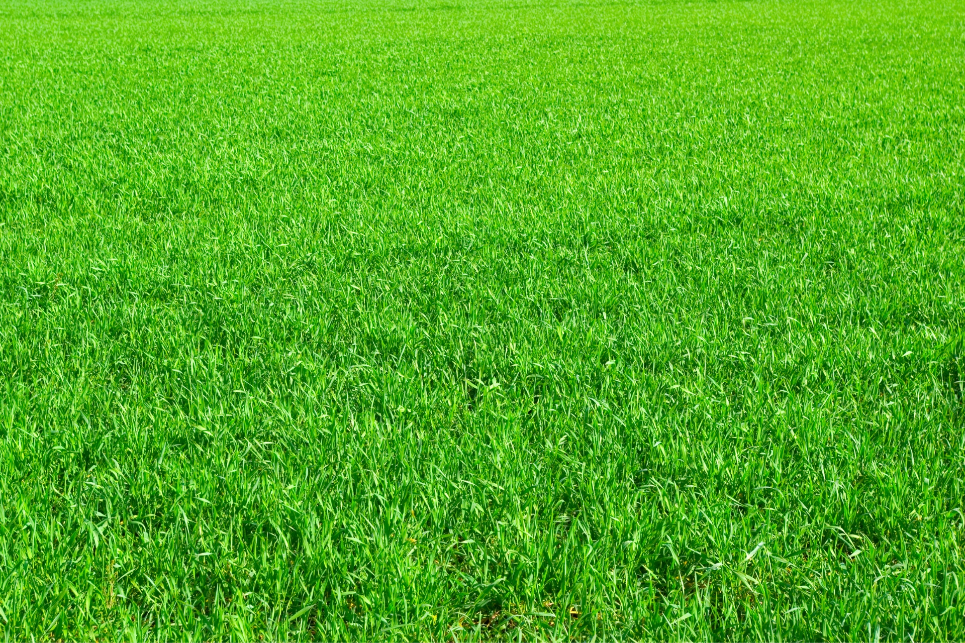 lawn care