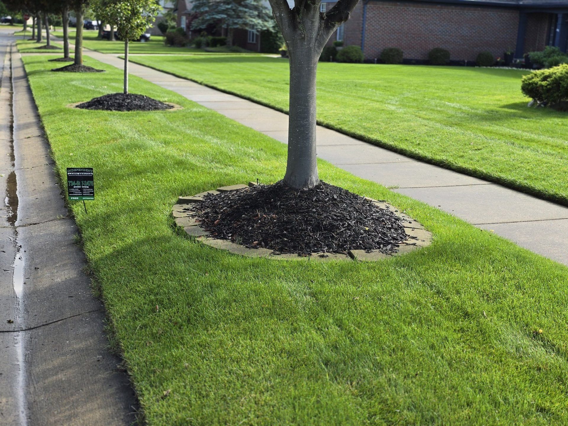 A beautifully fertilized lawn and tree in Livonia, Michigan after being treated by Independent Lawn Service