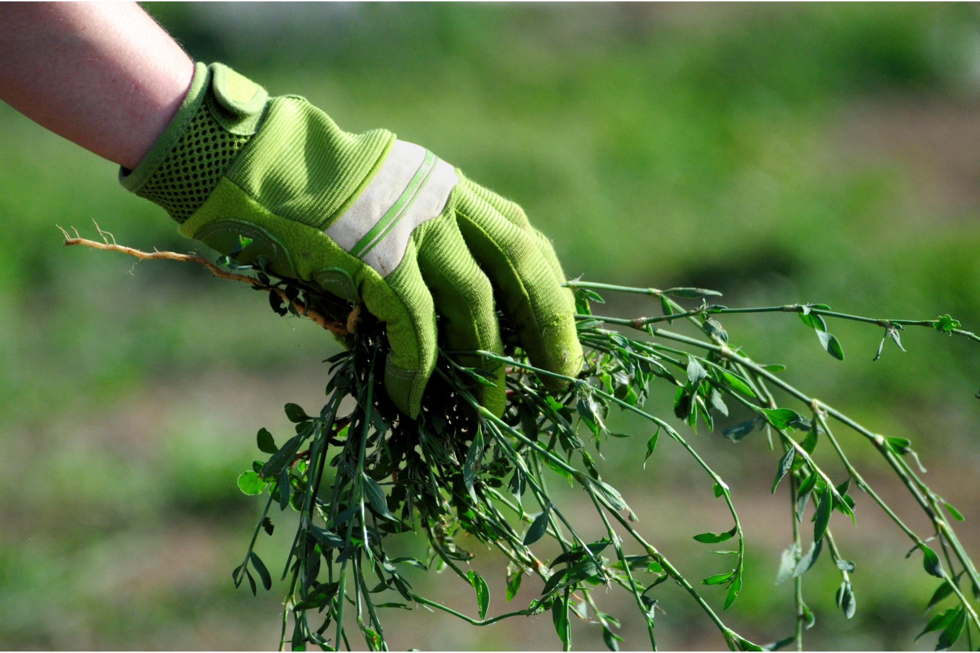 lawn care weed control
