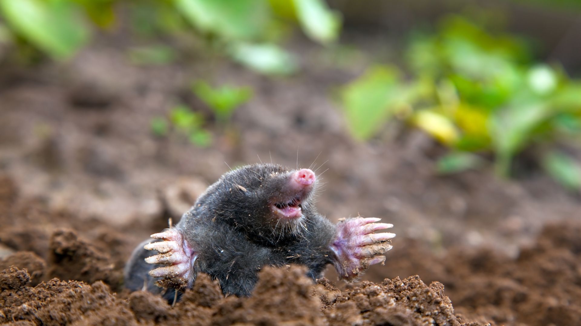 Mole in Lawn 2