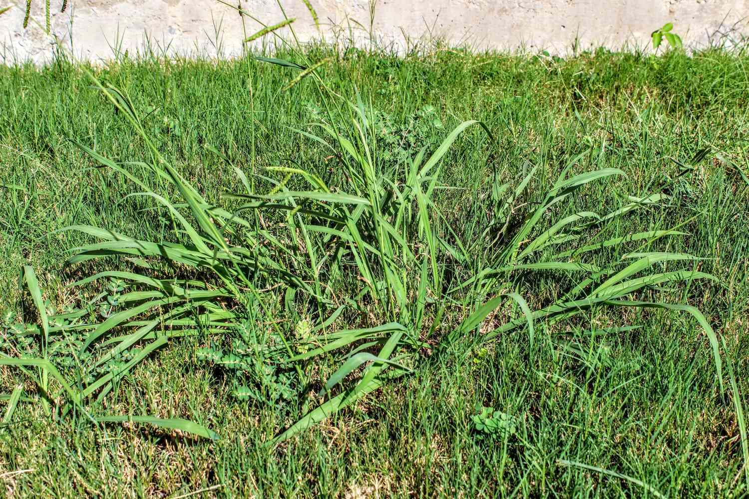 crab-grass-GettyImages-1177655992-e2cf75aa335e44b79fb870ada292177e