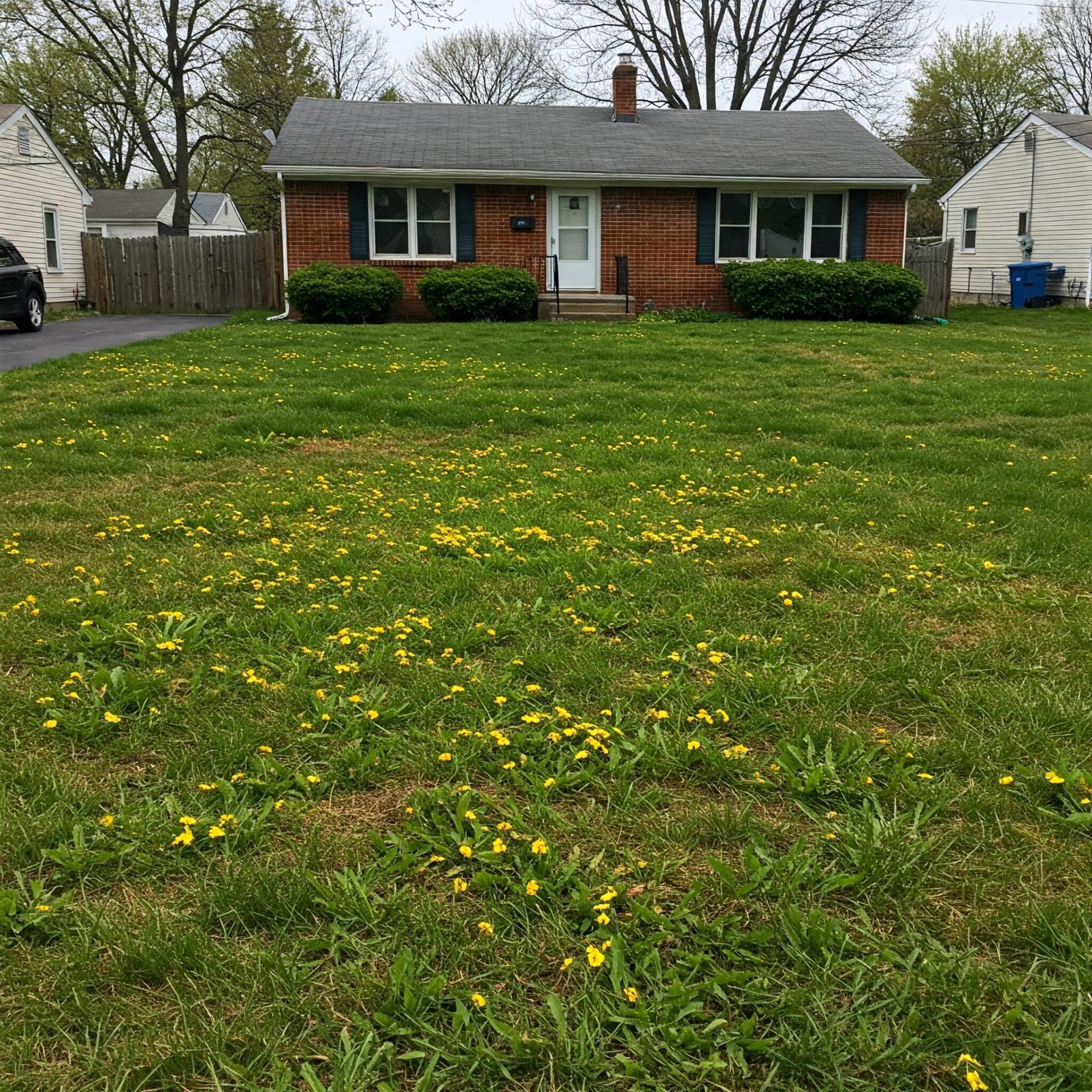 Weeds can quickly take over a lawn if not managed properly. Weeds can quickly take over a lawn if not managed properly.