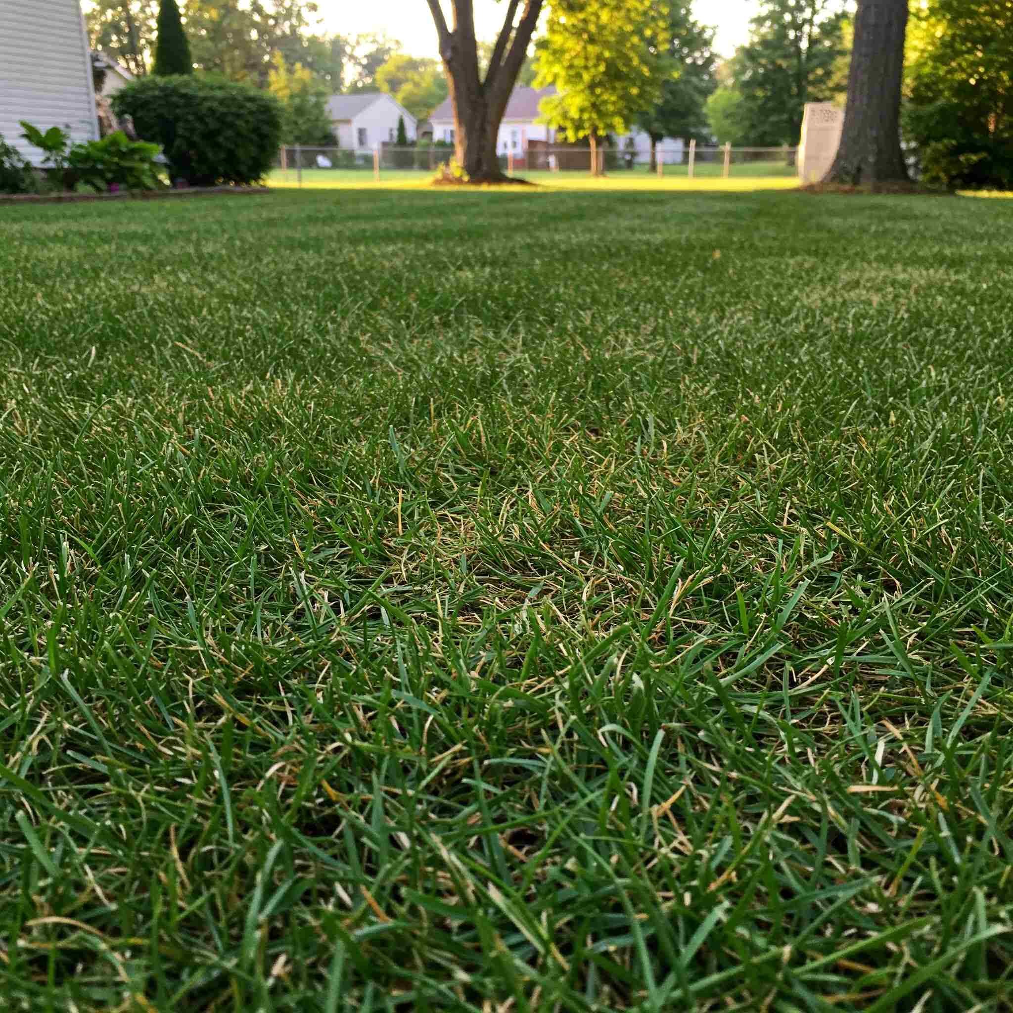Getting your lawn back to full health
