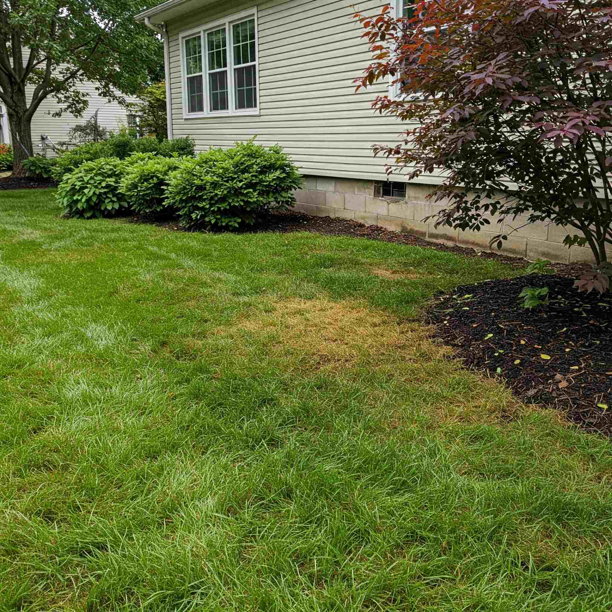 Causes of Yellowing Grass in Michigan Yards
