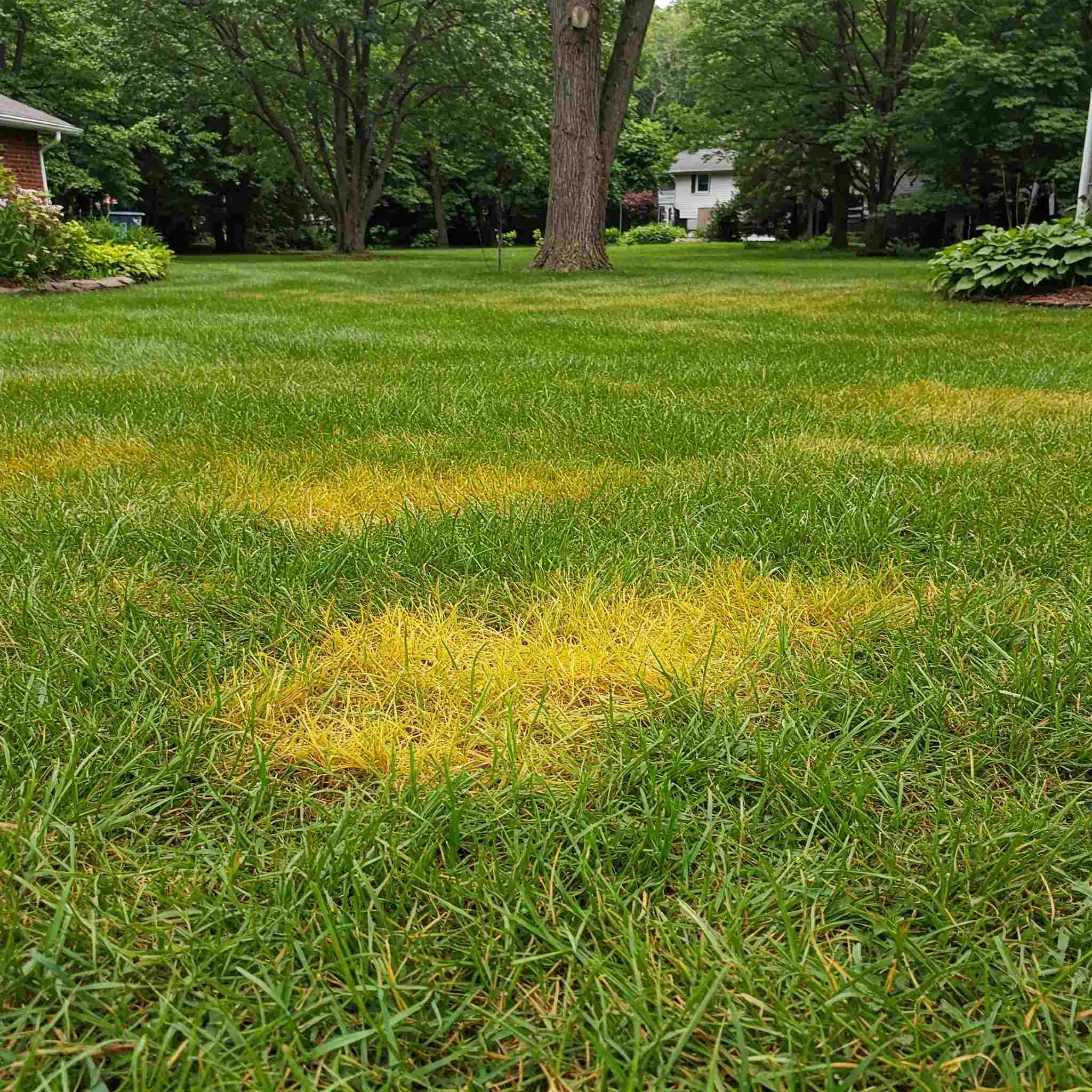 Your Lawn Is Turning Yellow