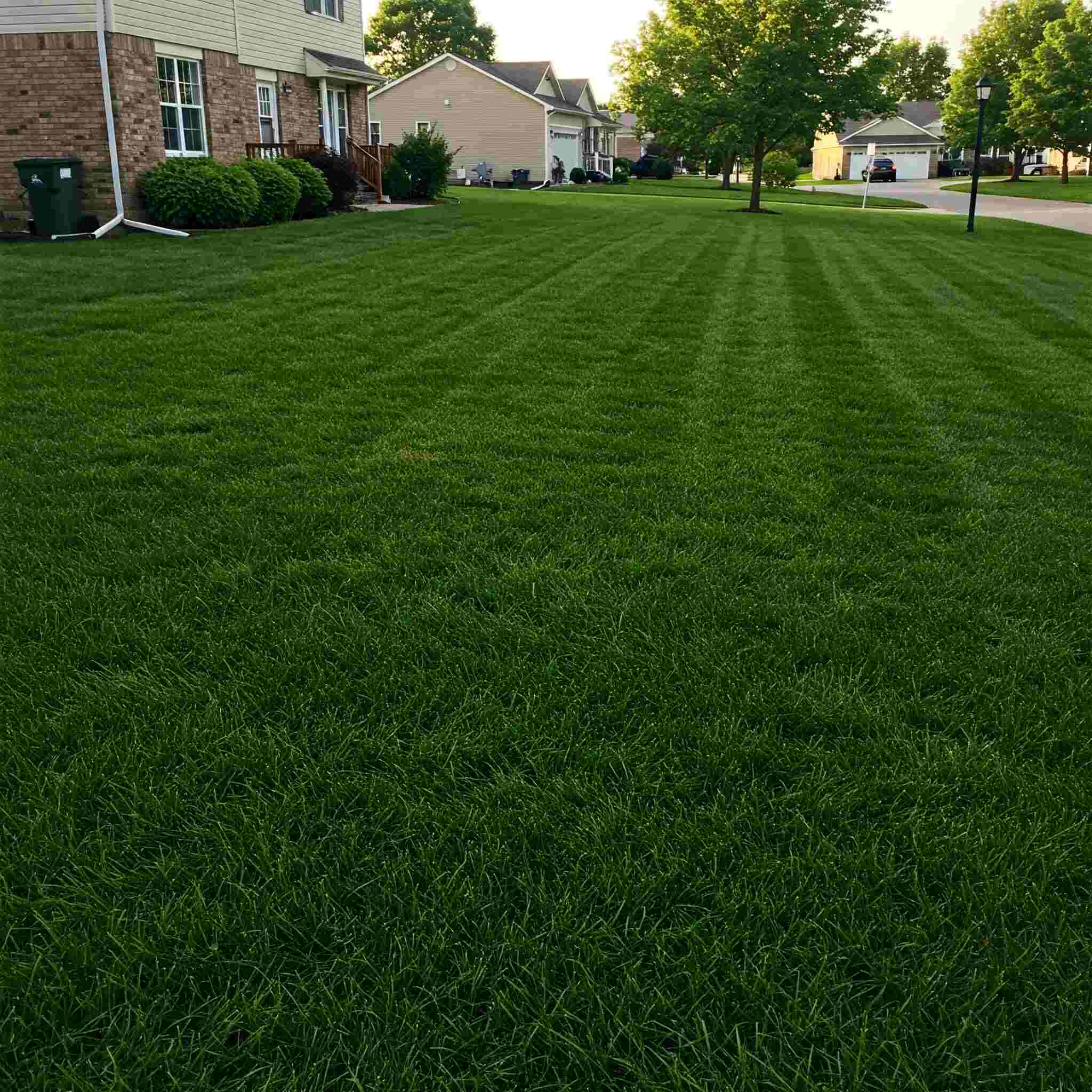 Weed-Free Lawn in Michigan