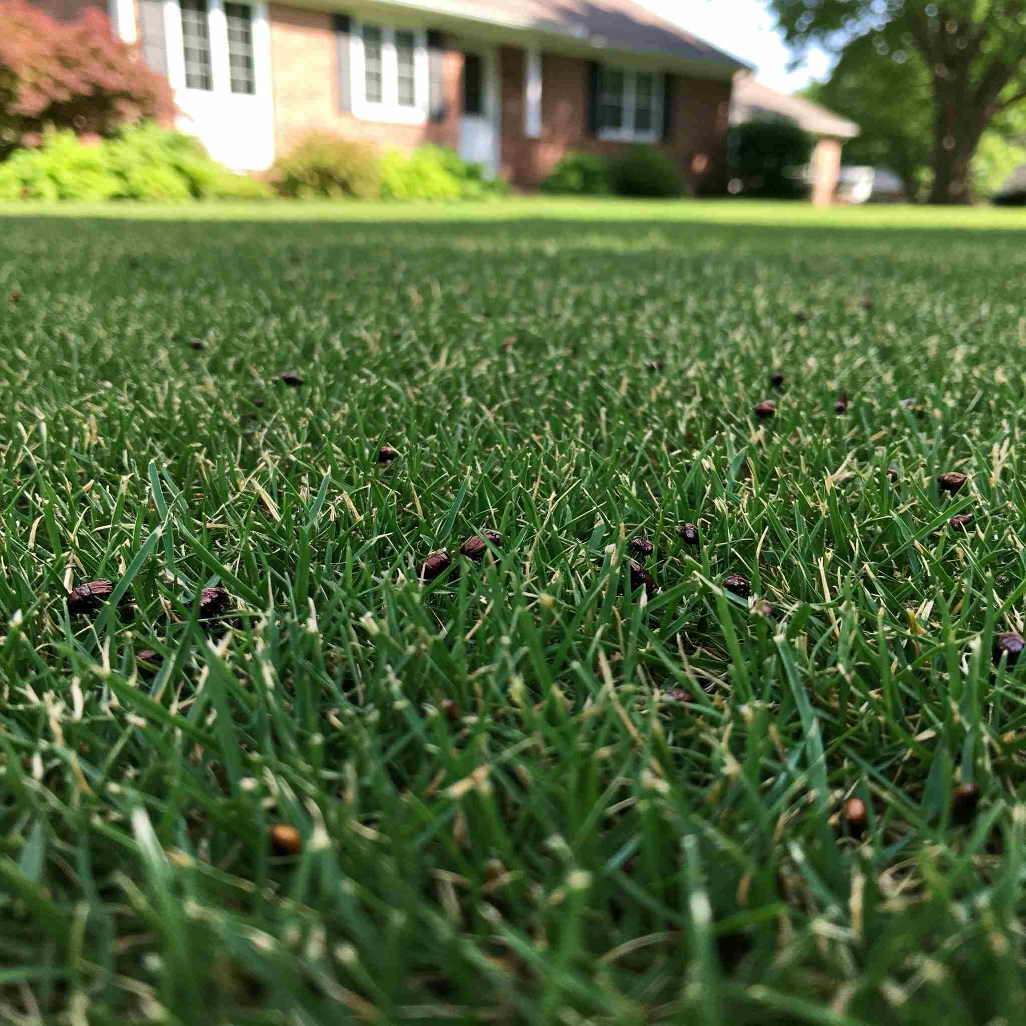 Lawn with insects pest in a residential property in Michigan