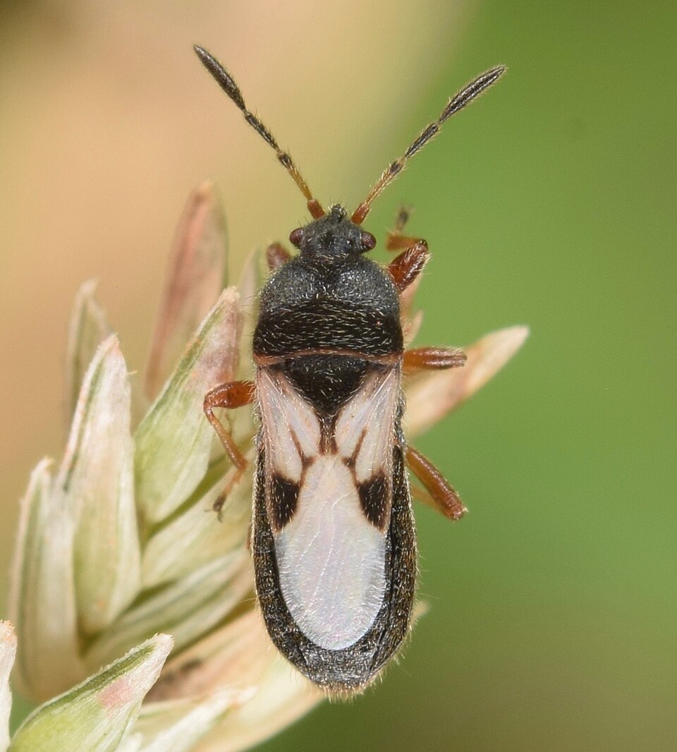 960px-Hairy_Chinch_Bug_-_Blissus_leucopteru_(50594763067)